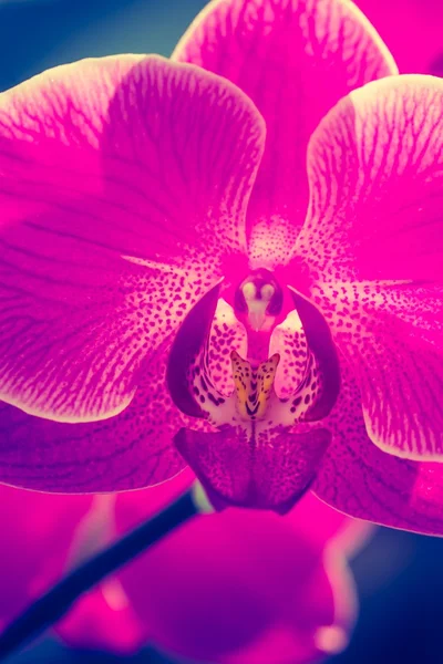 Pink orchid flower