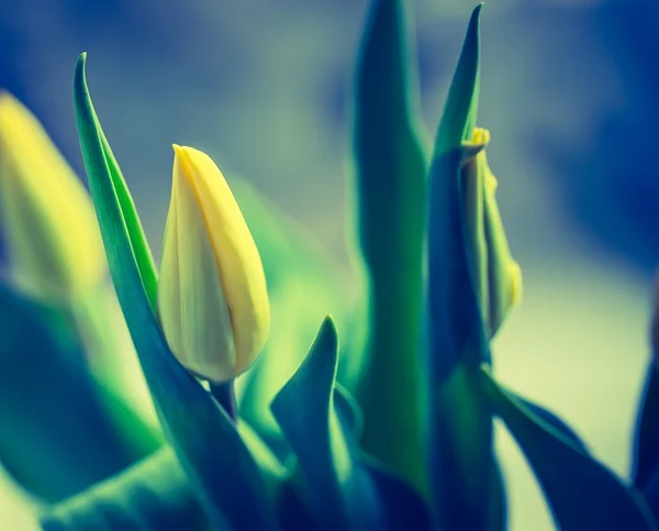 Gul tulpan blommor — Stockfoto