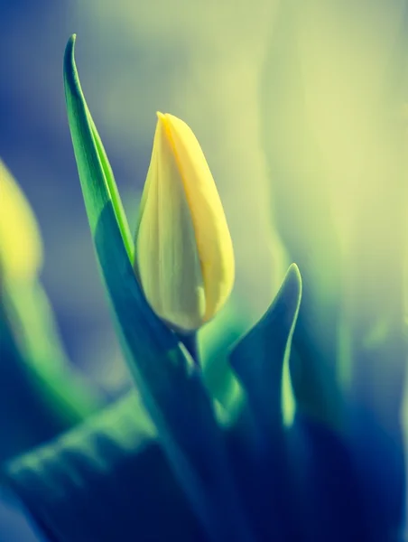 黄色のチューリップの花 — ストック写真