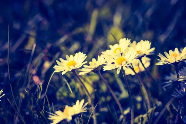 Beautiful  blooming daisies — Stock Photo, Image