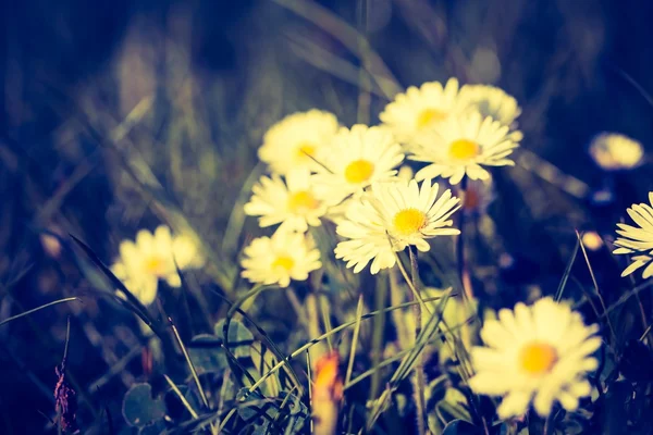 Beautiful  blooming daisies — Stock Photo, Image