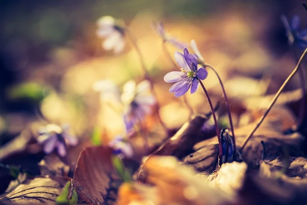 Fiori di artemisia fioritura — Foto Stock
