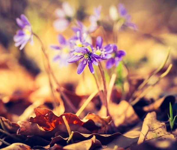 Liverwort fleurs floraison — Photo