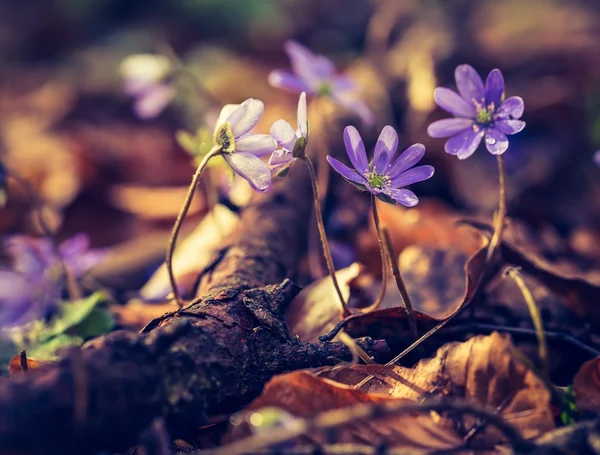Liverwort fleurs floraison — Photo