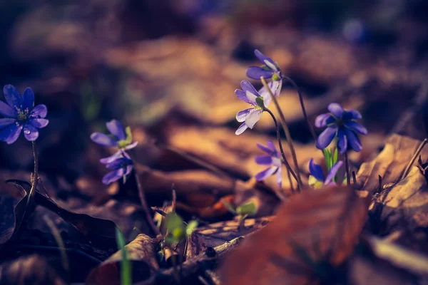 Liverwort květy — Stock fotografie