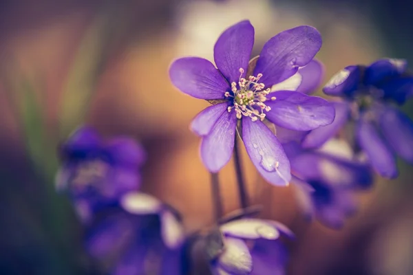 Liverwort květy — Stock fotografie