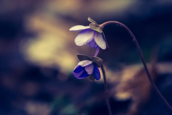 Liverwort květy — Stock fotografie