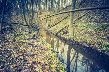 Ölü ağaç gövdeleri ile sulak