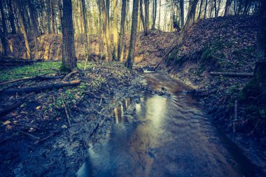 Ölü ağaç gövdeleri ile sulak