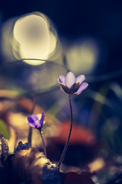 Flores de hierba de hígado floreciendo — Foto de Stock