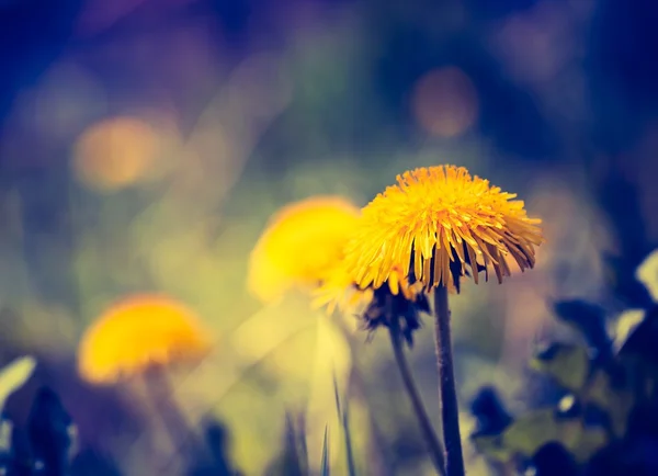 Sarı dandelions çiçeklenme — Stok fotoğraf