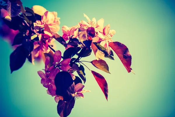 Fiori di un melo di paradiso — Foto Stock