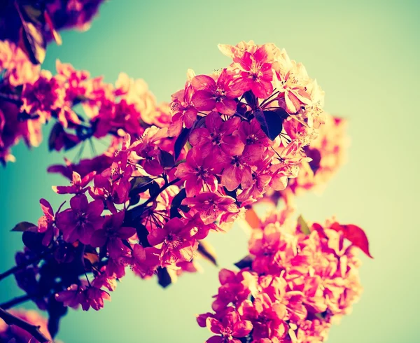 Flowers of a paradise apple-tree — Stock Photo, Image