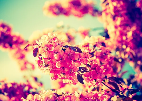 Flowers of a paradise apple-tree — Stock Photo, Image