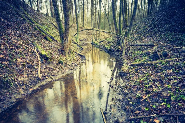 Wetlands with dead tree trunks — Stock Photo, Image