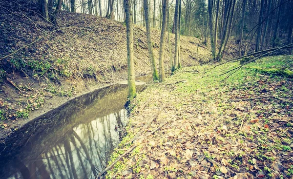 Feuchtgebiete mit abgestorbenen Baumstämmen — Stockfoto