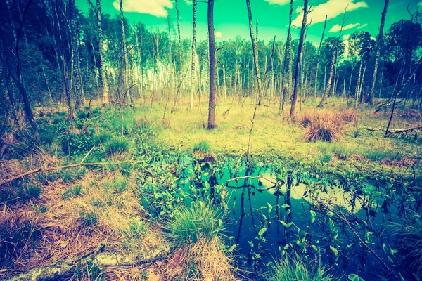 Водно-болотні угіддя хоботи Мертве дерево — стокове фото