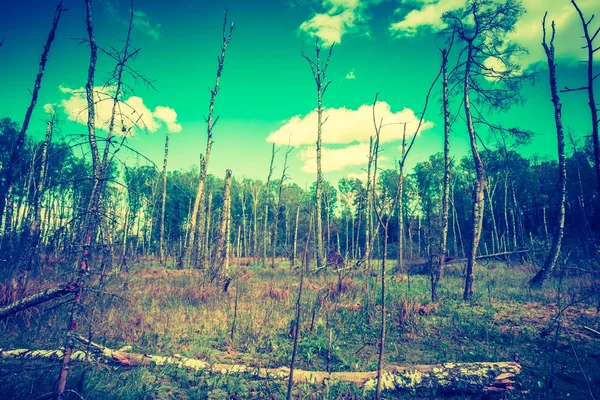 Wetlands with dead tree trunks — Stock Photo, Image