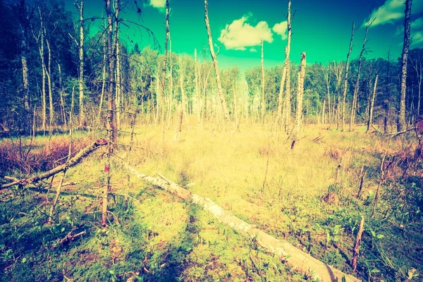 Zones humides avec troncs d'arbres morts — Photo