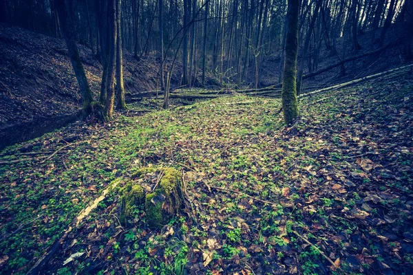 Floresta de primavera verde — Fotografia de Stock