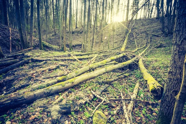 Zöld tavaszi erdő — Stock Fotó