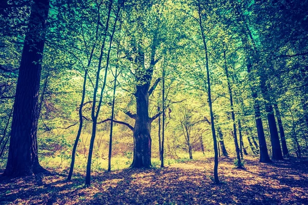 Foresta verde primaverile — Foto Stock