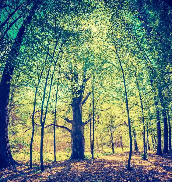 Bosque verde de primavera — Foto de Stock