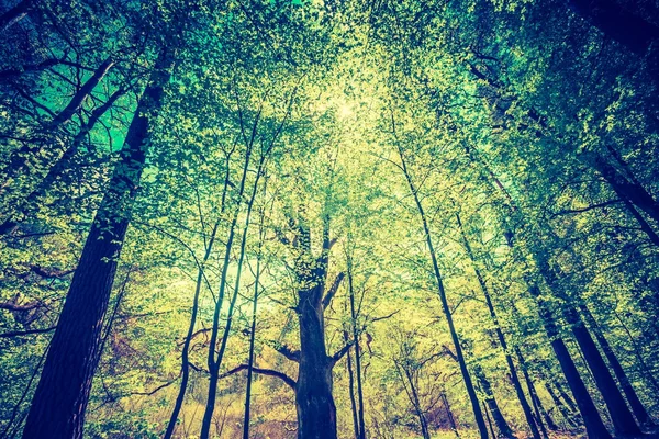 Grüner Frühlingswald — Stockfoto