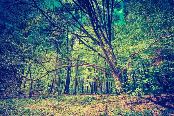 緑の春の森 — ストック写真
