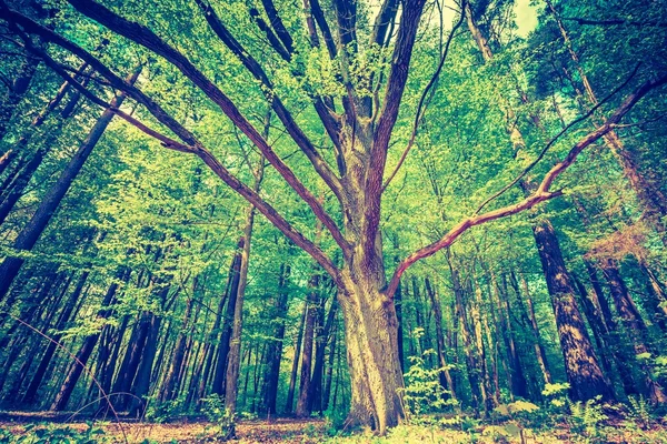 Floresta de primavera verde — Fotografia de Stock