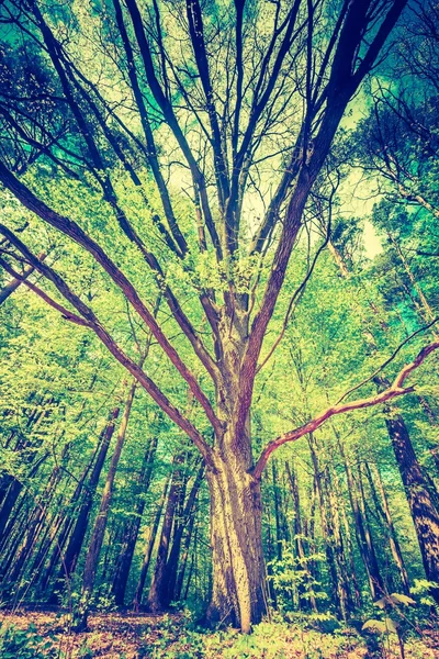 Зеленый весенний лес — стоковое фото