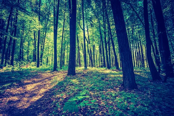 Bosque verde de primavera — Foto de Stock