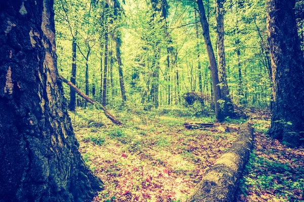 Green springtime forest — Stock Photo, Image