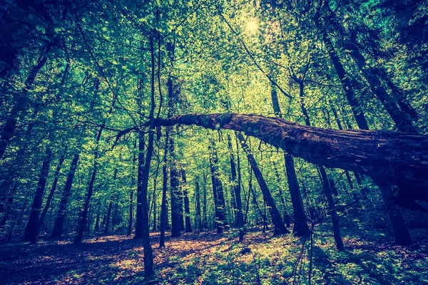 Grüner Frühlingswald — Stockfoto