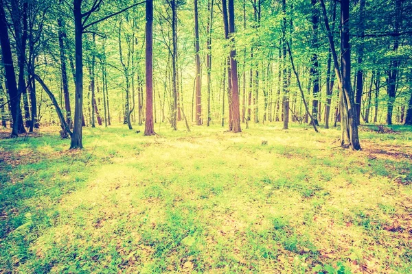 Green springtime forest — Stock Photo, Image