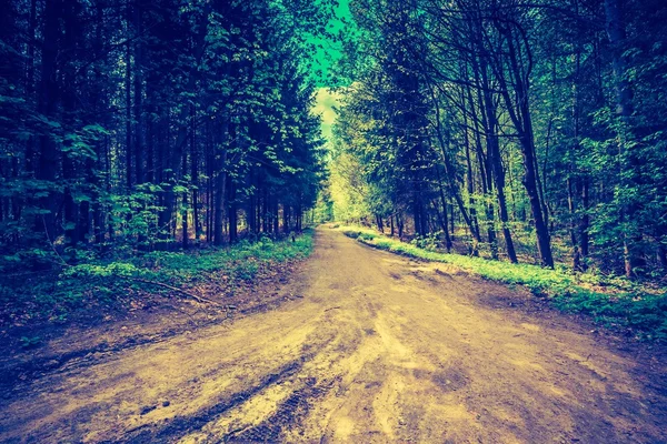 Schöner grüner Frühlingswald — Stockfoto