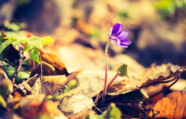 Fleur d'hépatique en fleurs — Photo