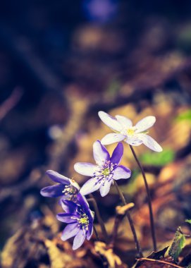 Yosunları çiçek çiçeklenme
