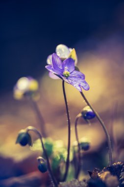 Yosunları çiçek çiçeklenme