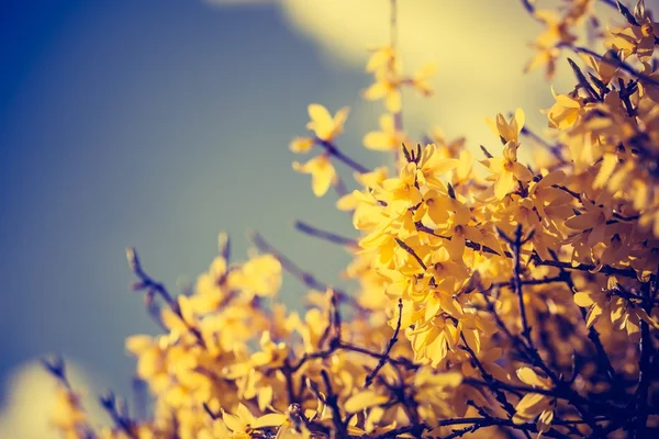 Forsythia flores em flor . — Fotografia de Stock