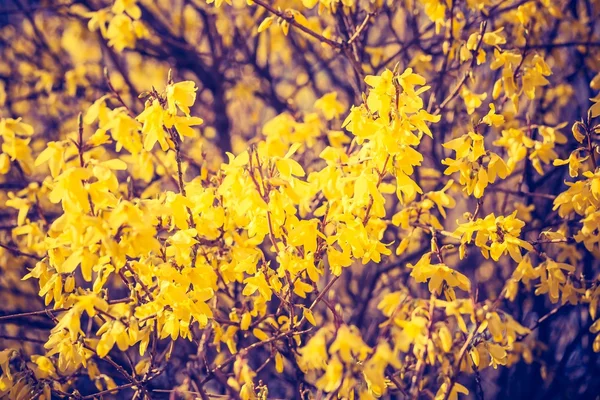 Forsythia flores em plena floração . — Fotografia de Stock