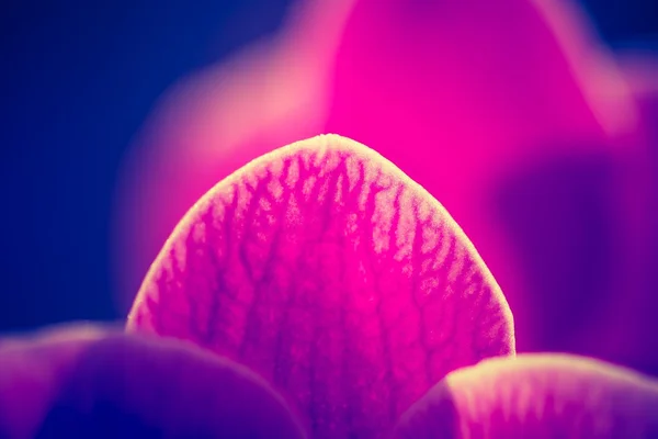 Flor de orquídea rosa — Foto de Stock