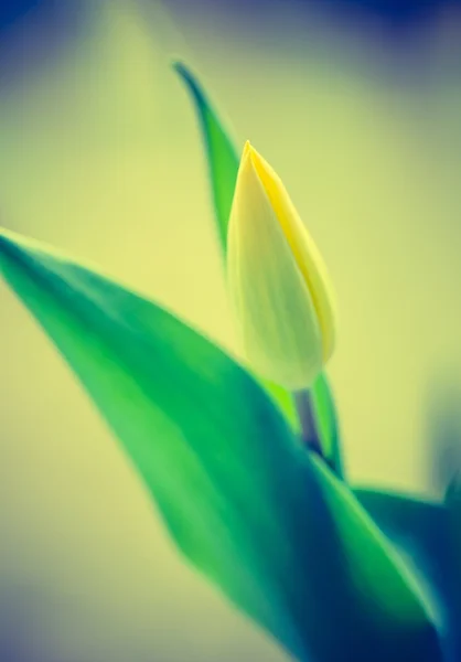 Tulipe jaune fleur — Photo