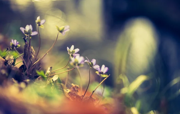 Flores de hierba de hígado floreciendo — Foto de Stock