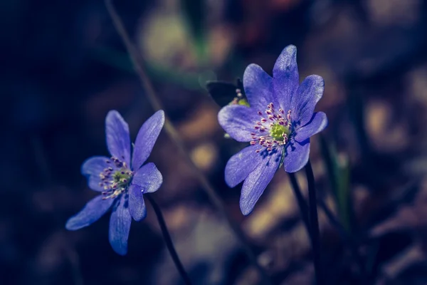 Liverwort flowers blooming — Stock Photo, Image