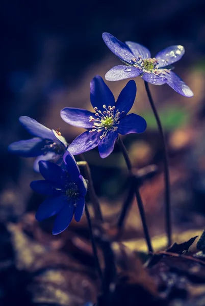 Flores de hierba de hígado floreciendo — Foto de Stock