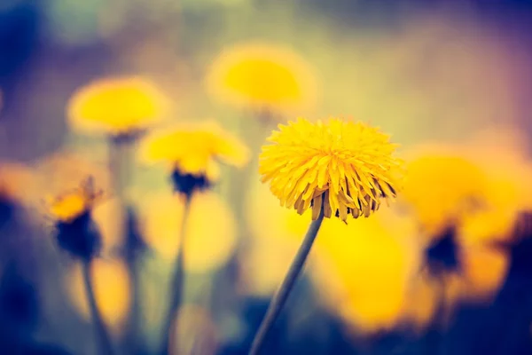 Sarı dandelions çiçeklenme — Stok fotoğraf