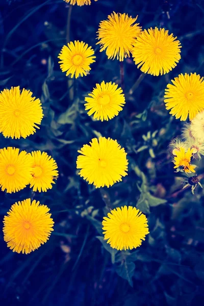 Denti di leone gialli in fiore — Foto Stock