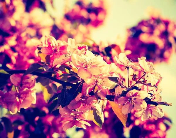 Flowers of a paradise apple-tree — Stock Photo, Image