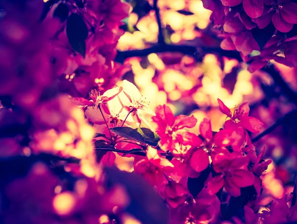 Flowers of a paradise apple-tree — Stock Photo, Image